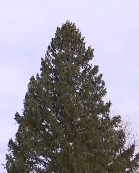 Un épicéa de Norvège de 75 pieds provenant de la région d'Albany a été choisi pour l'arbre de Noël du Rockefeller Center de cette année. 15 Un épicéa de Norvège de 75 pieds provenant de la région d'Albany a été choisi pour l'arbre de Noël du Rockefeller Center de cette année. - 14