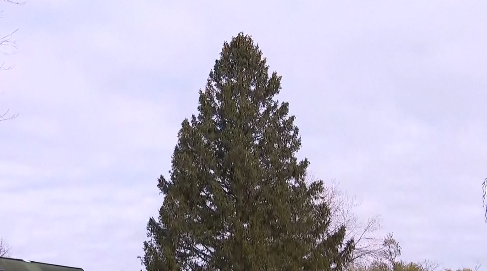 Un épicéa de Norvège de 75 pieds provenant de la région d'Albany a été choisi pour l'arbre de Noël du Rockefeller Center de cette année. 4 Un épicéa de Norvège de 75 pieds provenant de la région d'Albany a été choisi pour l'arbre de Noël du Rockefeller Center de cette année. - 3