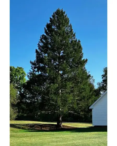 Un majestueux épicéa de Norvège du nord de l'État de New York choisi comme arbre de Noël du Rockefeller Center 2 Un majestueux épicéa de Norvège du nord de l'État de New York choisi comme arbre de Noël du Rockefeller Center - 1
