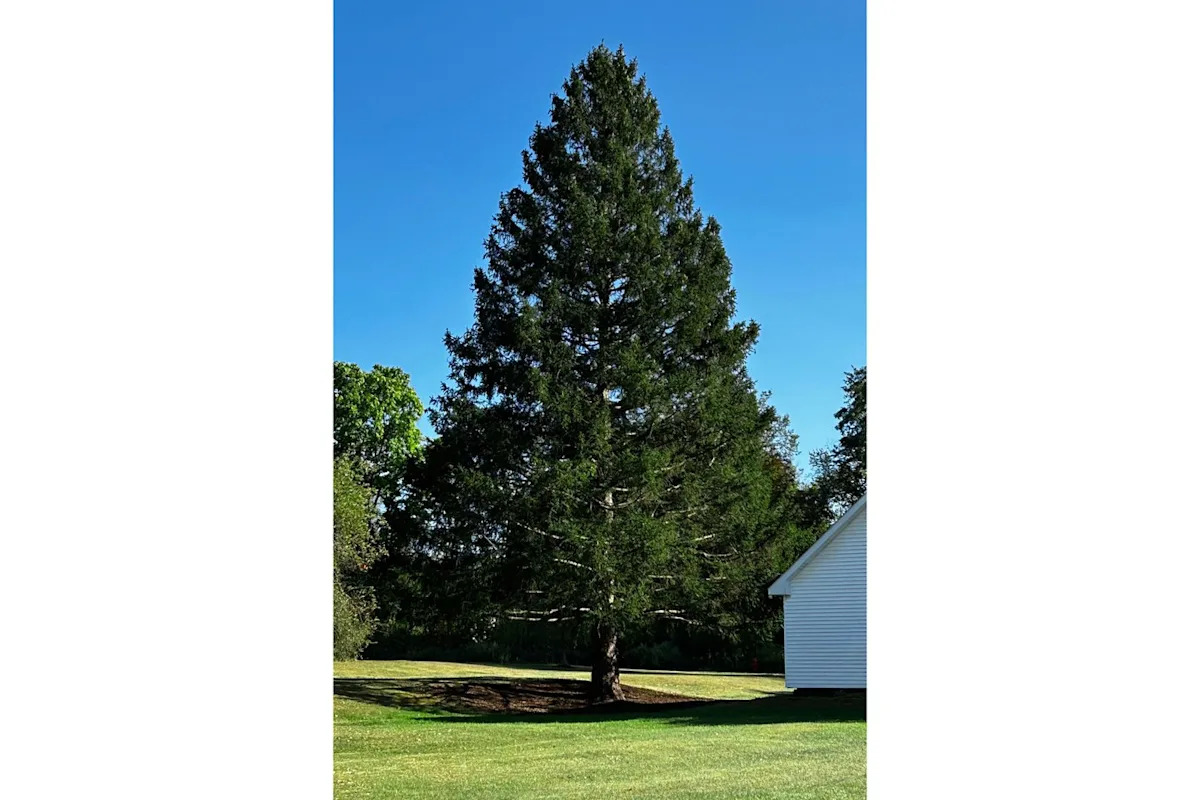 Un majestueux épicéa de Norvège du nord de l'État de New York choisi comme arbre de Noël du Rockefeller Center 4 Un majestueux épicéa de Norvège du nord de l'État de New York choisi comme arbre de Noël du Rockefeller Center - 3