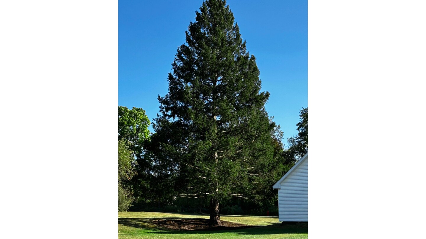 Un majestueux épicéa de Norvège a été choisi pour l'arbre de Noël du Rockefeller Center à Manhattan. 4 Un majestueux épicéa de Norvège a été choisi pour l'arbre de Noël du Rockefeller Center à Manhattan. - 3