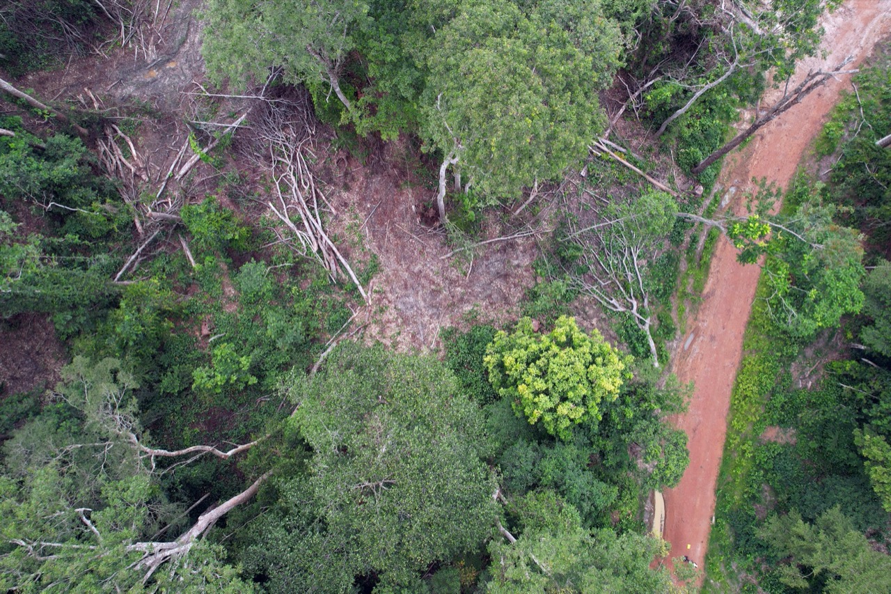 Entretien avec le ministre Eriksen 19 Concession d'exploitation forestière près de Ndolou, Gabon
