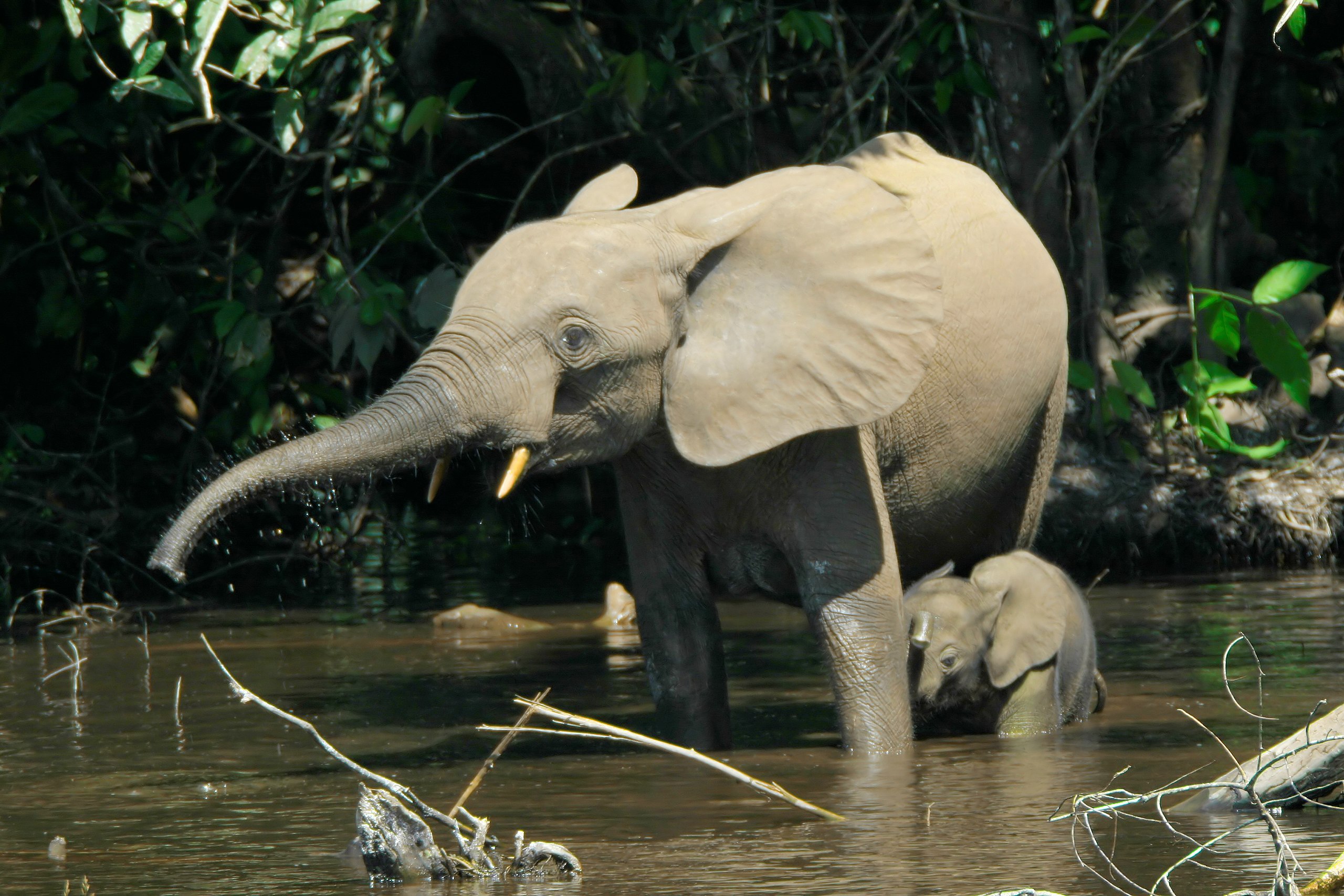 Entretien avec le ministre Eriksen 20 Eléphants de forêt (Loxodonta cyclotis) dans le marais de Mbeli Bai, Parc national de Nouabalé-Ndoki, Congo