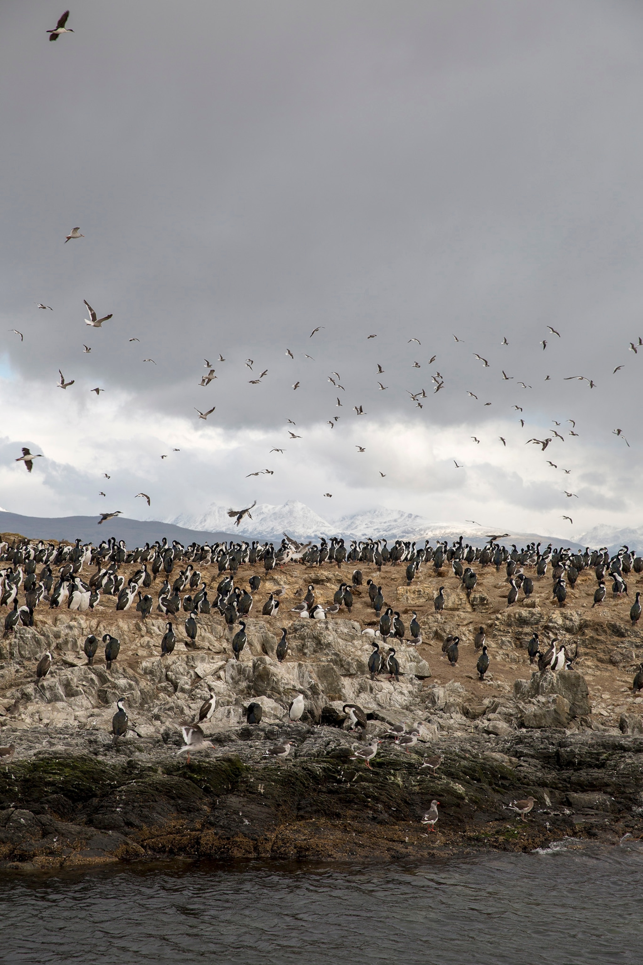 Longyearbyen, en Norvège, et Ushuaia, en Argentine, sont à des extrémités opposées de la Terre, mais ont beaucoup en commun. 19 ARGENTINE / Terre de Feu / Ushuaia / colonie d'oiseaux sur un rocher.