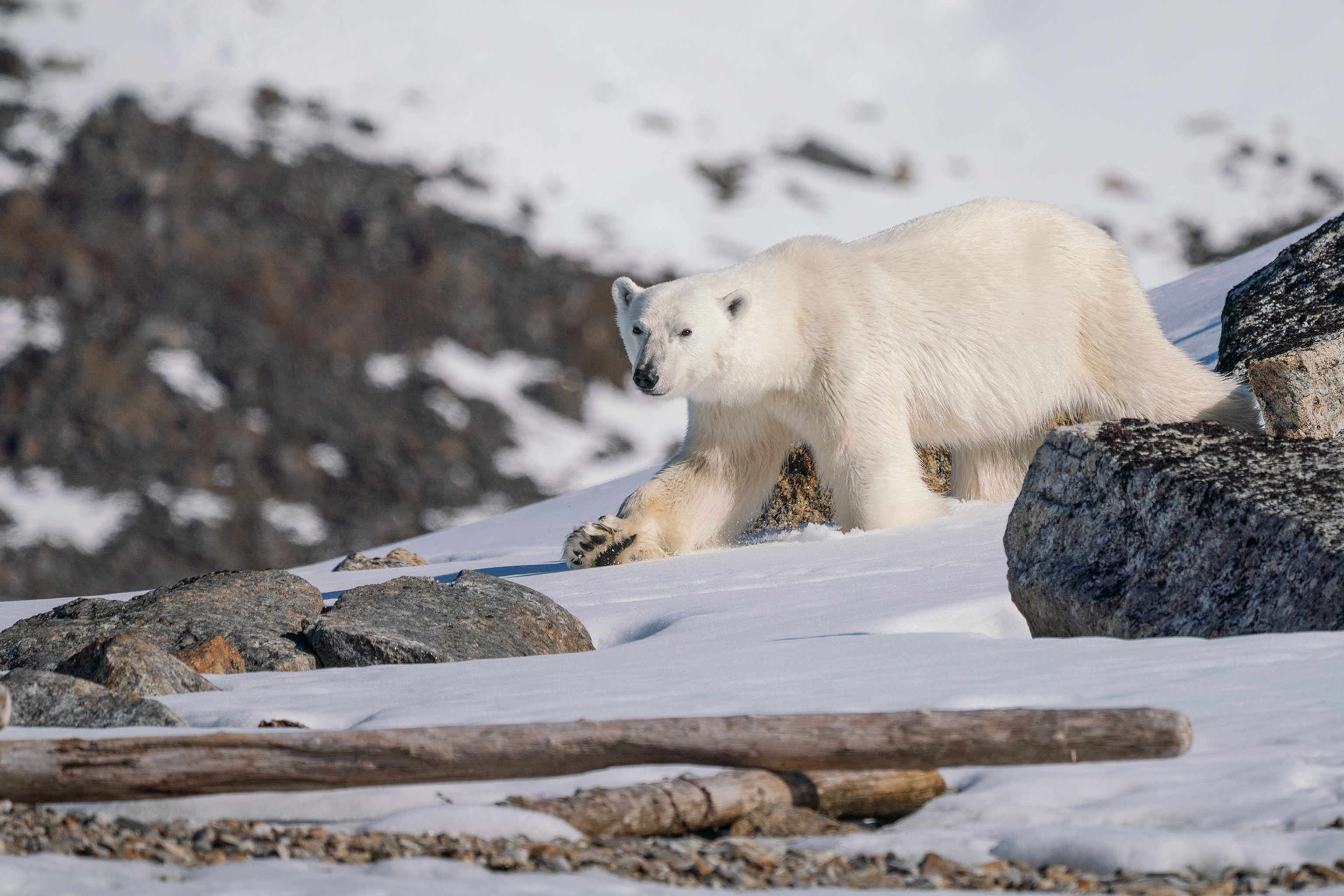 Longyearbyen, en Norvège, et Ushuaia, en Argentine, sont à des extrémités opposées de la Terre, mais ont beaucoup en commun. 20 Un ours polaire, Ursus maritimus, marche dans la neige.