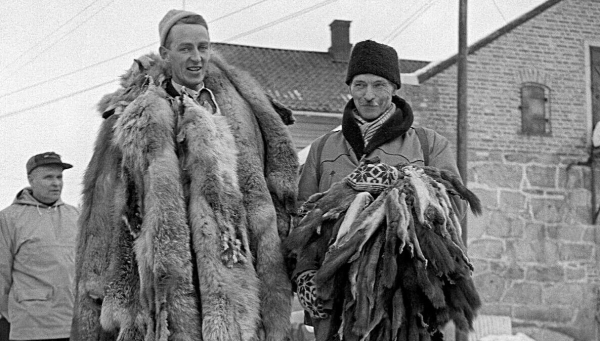 Pourquoi la chasse à l'écureuil est-elle autorisée en Norvège ? 10 Pourquoi la chasse à l'écureuil est-elle autorisée en Norvège ? - 9