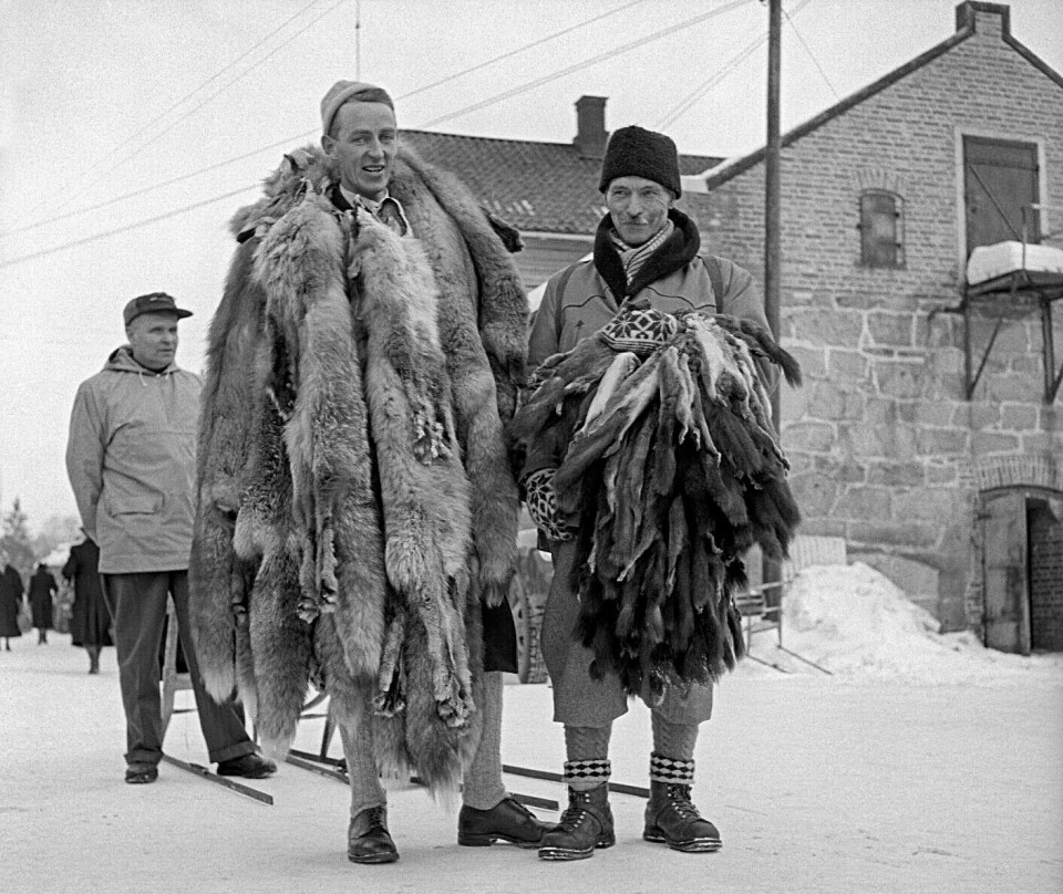 The last years of squirrel hunting for the sale of squirrel skins were in the 1950s. Here, fox and squirrel pelts are sold at the Grundsetmarten market in Elverum in 1956. Pourquoi la chasse à l'écureuil est-elle autorisée en Norvège ? - 11