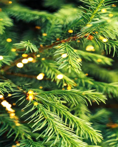 Des scientifiques découvrent de l'or à l'intérieur des aiguilles d'un sapin de Noël 2 Des scientifiques découvrent de l'or à l'intérieur des aiguilles d'un sapin de Noël - 1
