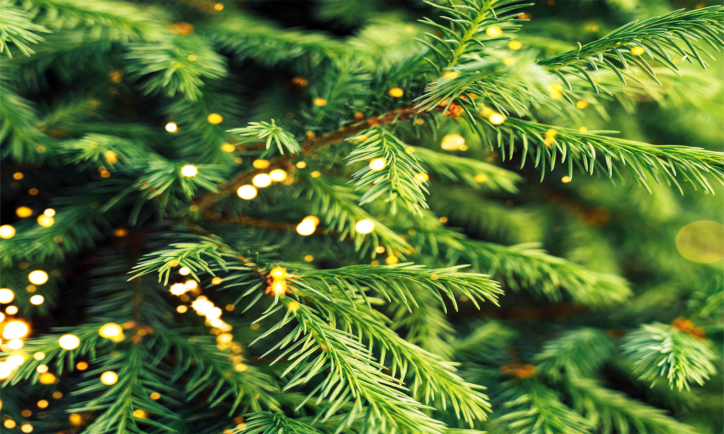 Des scientifiques découvrent de l'or à l'intérieur des aiguilles d'un sapin de Noël 4 Des scientifiques découvrent de l'or à l'intérieur des aiguilles d'un sapin de Noël - 3