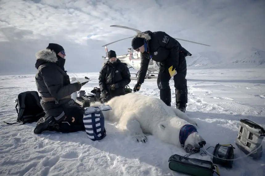 Les ours polaires de l'Arctique norvégien sont de plus en plus gros et en meilleure santé, malgré la fonte de la banquise 10 Le responsable du programme sur les ours polaires en Norvège et auteur principal de l'étude, Jon Aars (au centre), et le vétérinaire norvégien Rolf Arne Olberg (à droite), mesurent un grand ours polaire mâle dans l'est du Spitzberg, dans l'archipel du Svalbard, le 17 avril 2025.