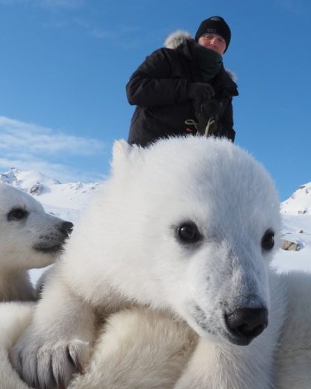 Les ours polaires et le changement climatique : de nouvelles recherches menées en Norvège laissent les scientifiques perplexes 8 Les ours polaires et le changement climatique : de nouvelles recherches menées en Norvège laissent les scientifiques perplexes - 7