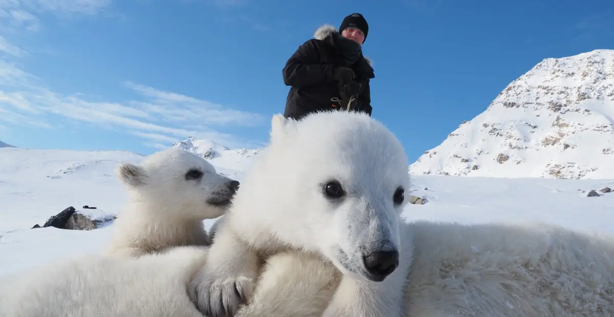 Les ours polaires et le changement climatique : de nouvelles recherches menées en Norvège laissent les scientifiques perplexes 4 Les ours polaires et le changement climatique : de nouvelles recherches menées en Norvège laissent les scientifiques perplexes - 3