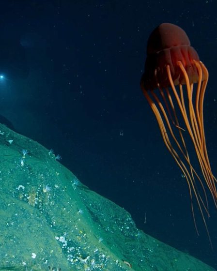 Des animaux tentaculaires insaisissables qui « fuient la lumière du soleil comme la peste » ont été aperçus au large des côtes norvégiennes 2 Des animaux tentaculaires insaisissables qui « fuient la lumière du soleil comme la peste » ont été aperçus au large des côtes norvégiennes - 1