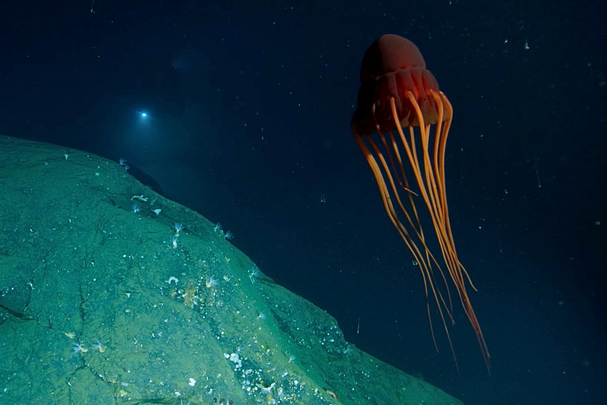 Des animaux tentaculaires insaisissables qui « fuient la lumière du soleil comme la peste » ont été aperçus au large des côtes norvégiennes 4 Des animaux tentaculaires insaisissables qui « fuient la lumière du soleil comme la peste » ont été aperçus au large des côtes norvégiennes - 3