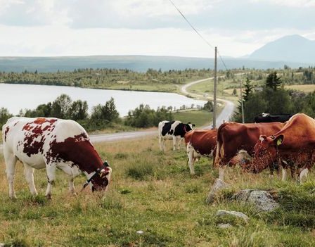 Une randonnée de 65 km dans le passé rural disparu de la Norvège 11 Une randonnée de 65 km dans le passé rural disparu de la Norvège - 10