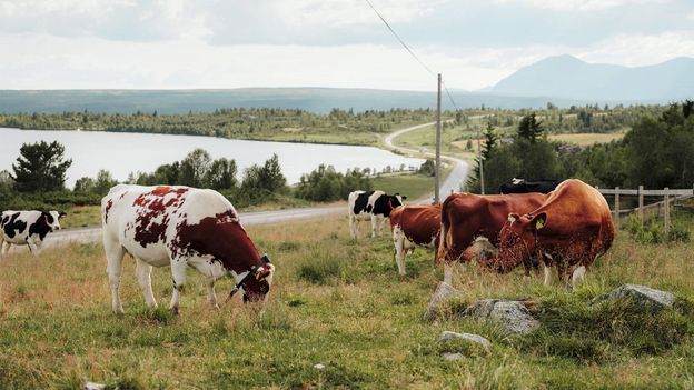 Une randonnée de 65 km dans le passé rural disparu de la Norvège 4 Une randonnée de 65 km dans le passé rural disparu de la Norvège - 3