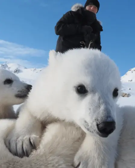 Quelque chose d'inattendu se passe avec les ours polaires de Norvège – Mother Jones 18 Quelque chose d'inattendu se passe avec les ours polaires de Norvège – Mother Jones - 17