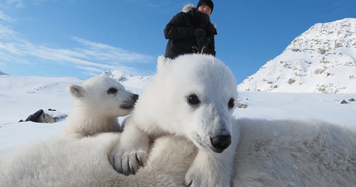 Quelque chose d'inattendu se passe avec les ours polaires de Norvège – Mother Jones 6 Quelque chose d'inattendu se passe avec les ours polaires de Norvège – Mother Jones - 5