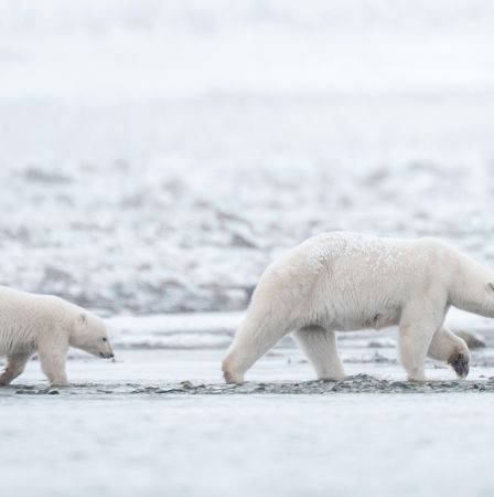 Les ours polaires de l'Arctique norvégien sont de plus en plus gros et en meilleure santé, malgré la fonte de la banquise 2 Les ours polaires de l'Arctique norvégien sont de plus en plus gros et en meilleure santé, malgré la fonte de la banquise - 1