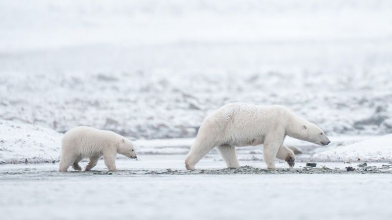 Les ours polaires de l'Arctique norvégien sont de plus en plus gros et en meilleure santé, malgré la fonte de la banquise 8 Les ours polaires de l'Arctique norvégien sont de plus en plus gros et en meilleure santé, malgré la fonte de la banquise - 7