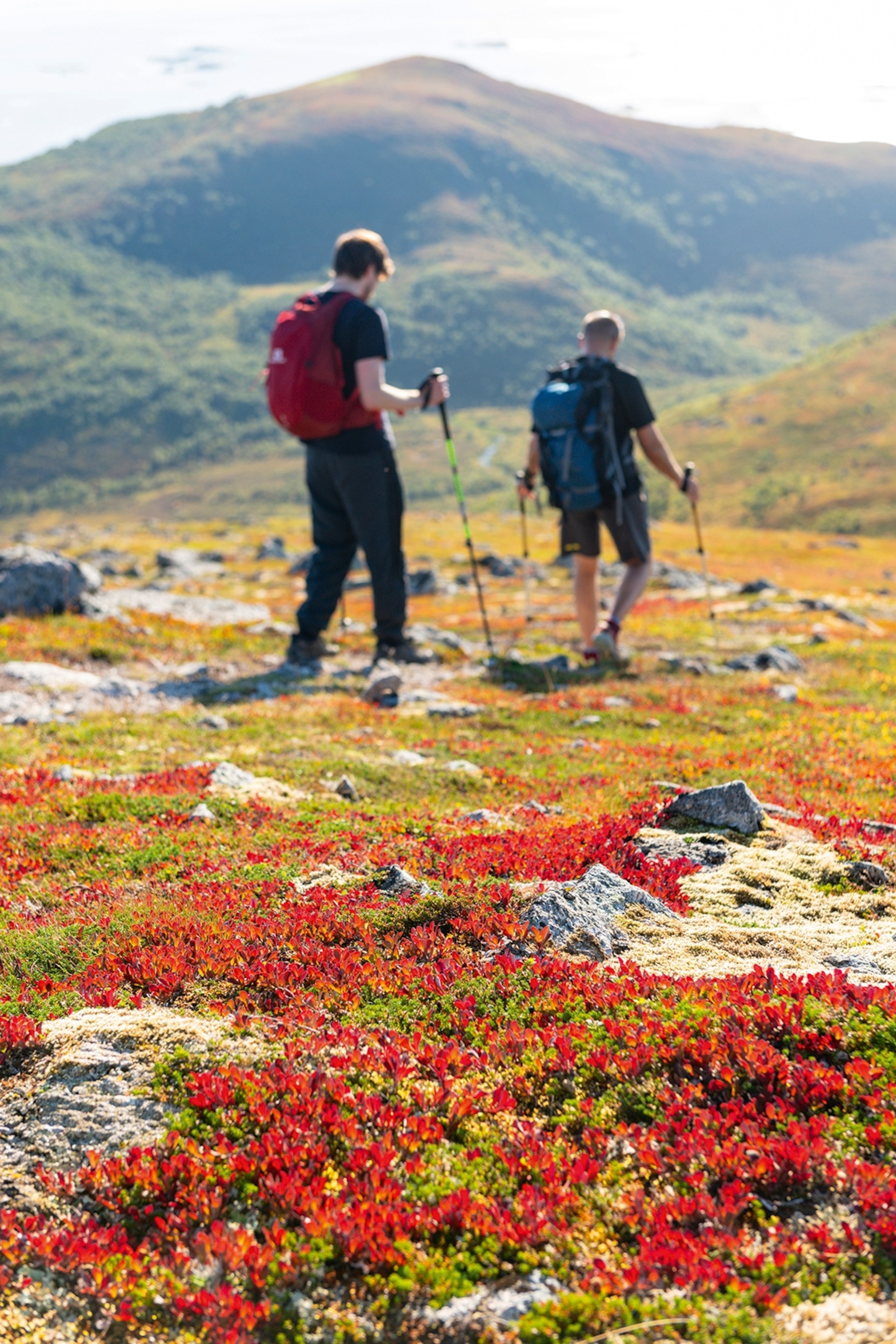 En quête d'aventures hors des sentiers battus ? Découvrez les Vesterålen en Norvège 12 Deux randonneurs marchant sur un plateau parsemé de rochers et de fleurs de pierre.