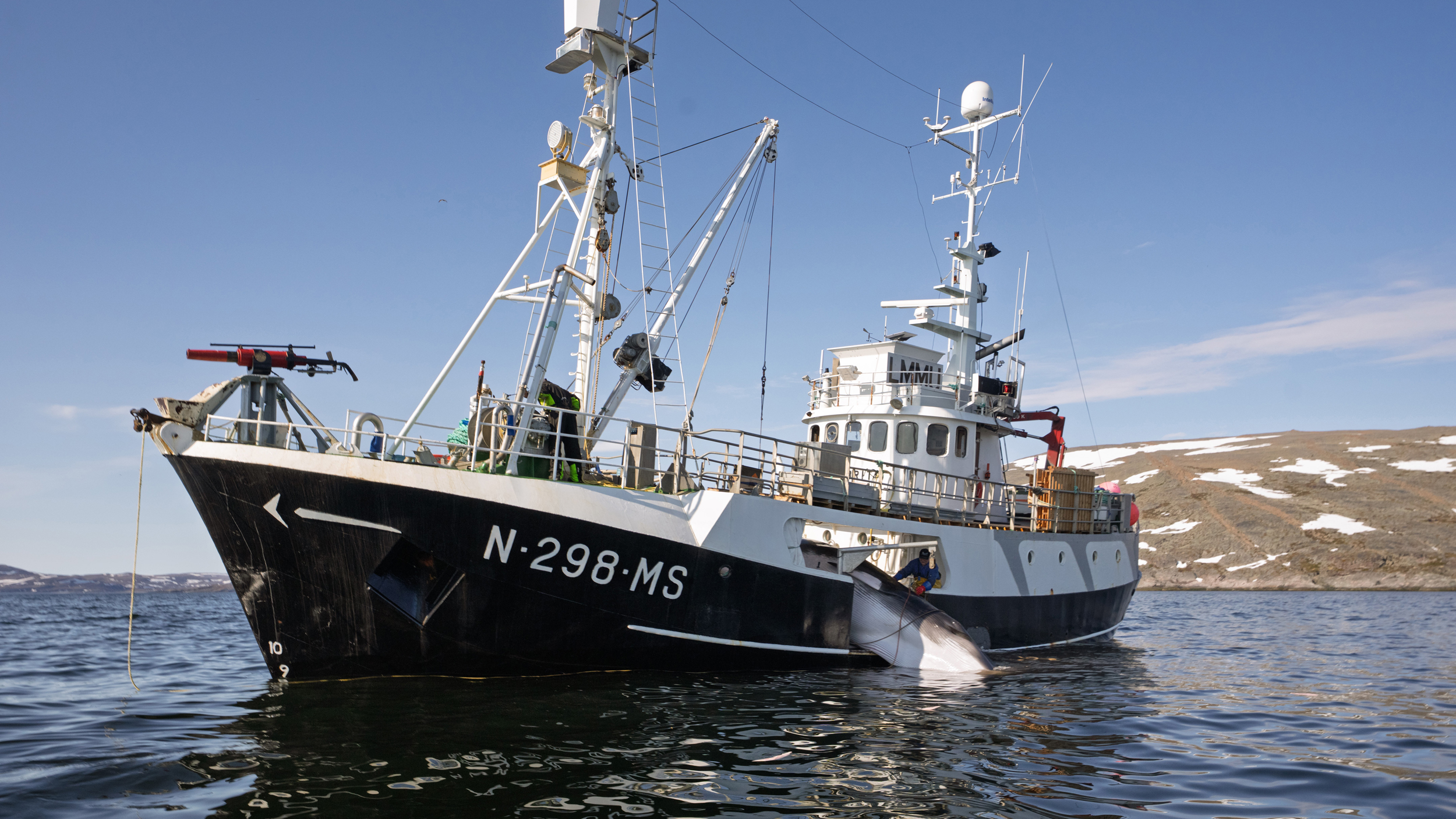 La Norvège relance sa chasse annuelle à la baleine malgré les pressions visant à mettre fin à la chasse commerciale 20 La demande en viande de baleine est très faible en Norvège. Une grande partie de la viande est exportée vers le Japon ou vendue de manière trompeuse aux touristes comme une spécialité norvégienne. Une partie de la viande est vendue comme nourriture pour chiens. Crédit : WDC/ESPA Hunt Monitoring 2025