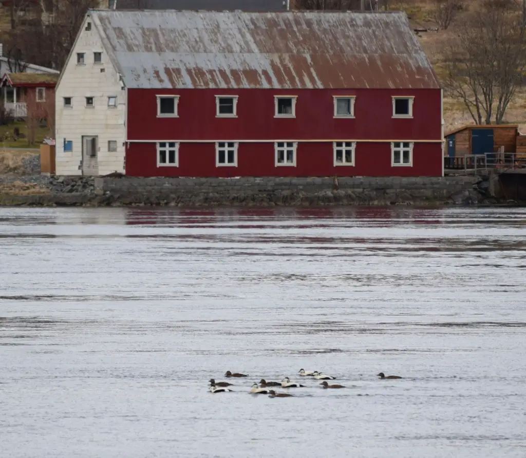 New Day Cafe - Photos de Suède et de Norvège 40 New Day Cafe - Photos de Suède et de Norvège - 39