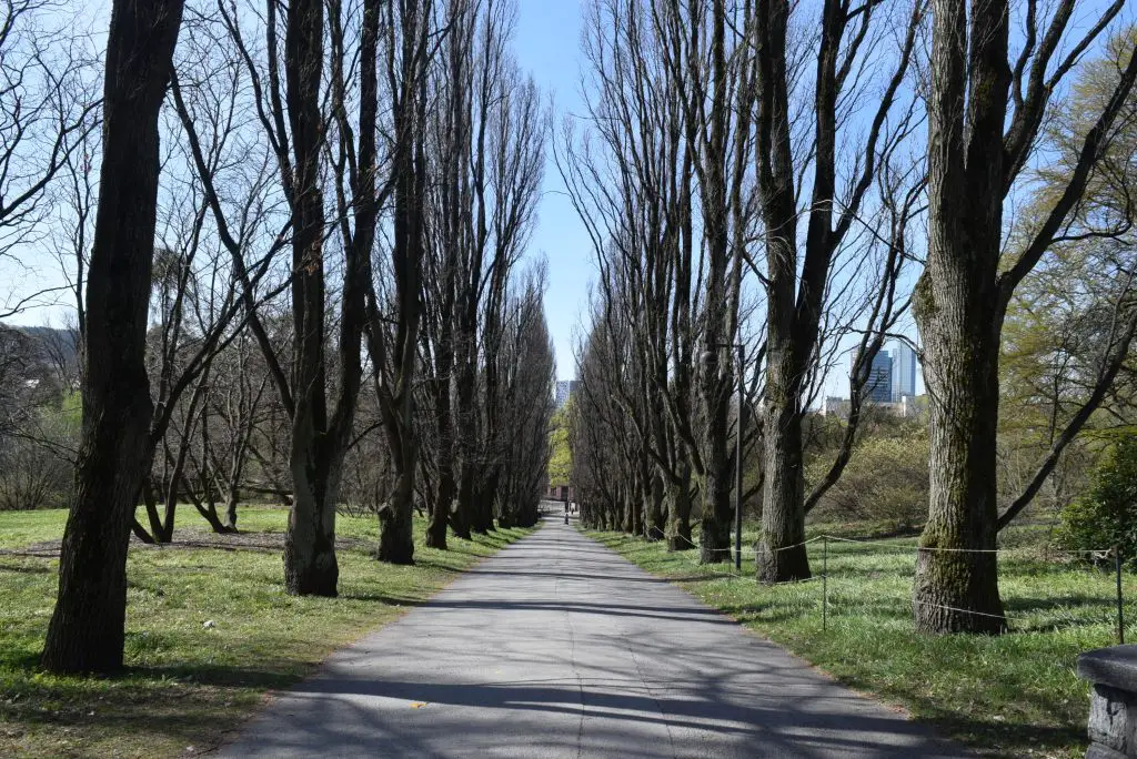 New Day Cafe - Photos de Suède et de Norvège 44 Allée bordée d'arbres dans les jardins botaniques d'Oslo, en Norvège.