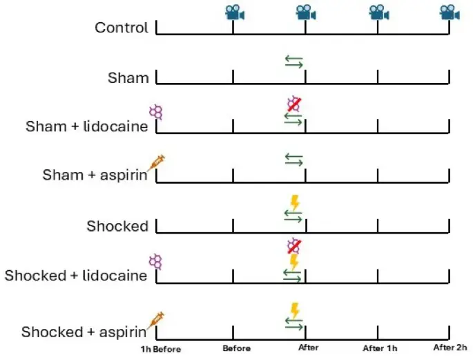 Effets de l'analgésie sur la réponse à un stimulus nocif chez les langoustines (Nephrops norvegicus) 4 Effets de l'analgésie sur la réponse à un stimulus nocif chez les langoustines (Nephrops norvegicus) - 3