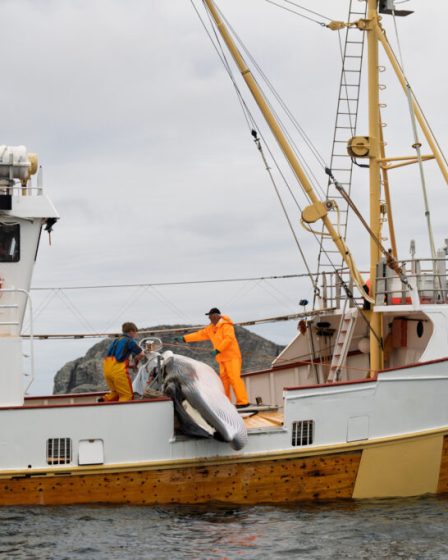 La Norvège relance sa chasse annuelle à la baleine malgré les pressions visant à mettre fin à la chasse commerciale 2 La Norvège relance sa chasse annuelle à la baleine malgré les pressions visant à mettre fin à la chasse commerciale - 1