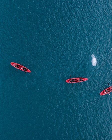 J'ai été attaqué par un morse alors que je faisais du kayak au Svalbard 24 J'ai été attaqué par un morse alors que je faisais du kayak au Svalbard - 23