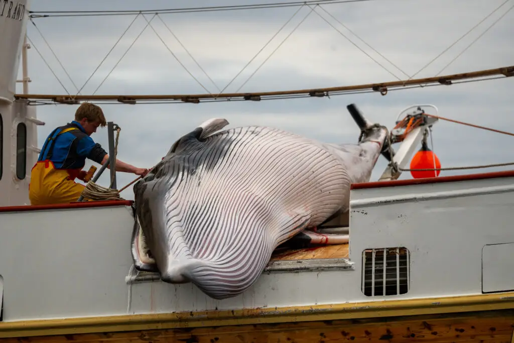 La Norvège relance sa chasse annuelle à la baleine malgré les pressions visant à mettre fin à la chasse commerciale 19 Les défenseurs du bien-être animal affirment qu'il n'existe aucune méthode humaine de chasse à la baleine. Au moins une baleine sur cinq ne meurt pas instantanément après avoir été touchée par un harpon muni d'une grenade. Crédit : Agence de protection des espèces menacées
