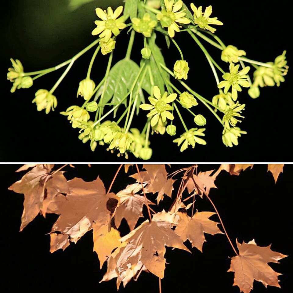 Pourquoi j’ai abattu un érable de Norvège âgé de près de 40 ans dans mon jardin, en Ohio 7 Des fleurs jaunes et des feuilles d’automne brunes sur un fond sombre.