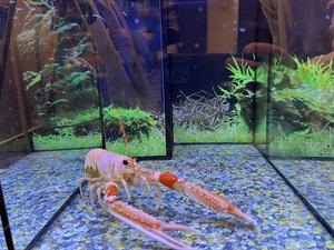 Les analgésiques empêchent les réactions de douleur chez la langoustine 4 Les analgésiques empêchent les réactions de douleur chez la langoustine - 3