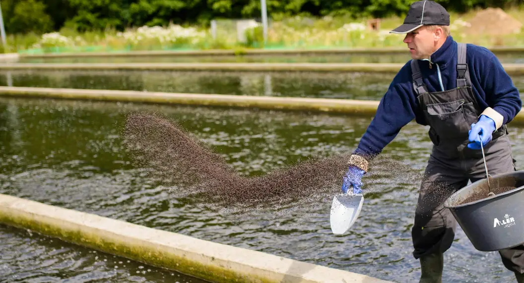 Aller Aqua condamnée à une amende de 5 millions de couronnes norvégiennes suite à une fuite de saumons d'élevage en Norvège en 2022 4 Aller Aqua condamnée à une amende de 5 millions de couronnes norvégiennes suite à une fuite de saumons d'élevage en Norvège en 2022 - 3