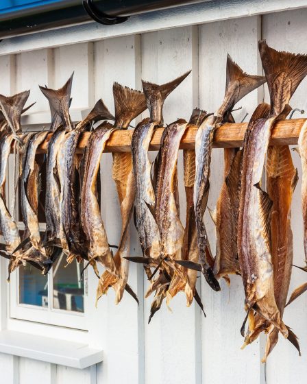 Le clipfish domine les maigres exportations norvégiennes de morue en mars alors que le commerce du « skrei » s'effondre 8 Le clipfish domine les maigres exportations norvégiennes de morue en mars alors que le commerce du « skrei » s'effondre - 7