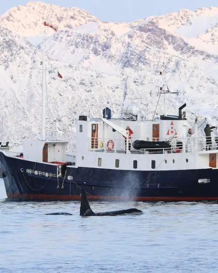 Ce que l'on ressent en nageant avec des orques sauvages et en en ressortant plus serein 2 Ce que l'on ressent en nageant avec des orques sauvages et en en ressortant plus serein - 1