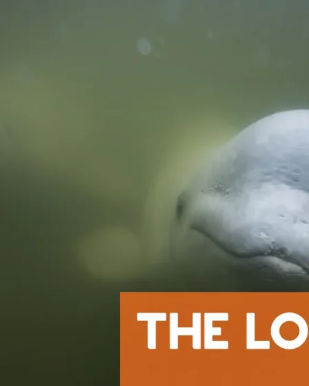 Un béluga repéré loin de son habitat naturel dans une rivière près d'Oslo 2 Un béluga repéré loin de son habitat naturel dans une rivière près d'Oslo - 1