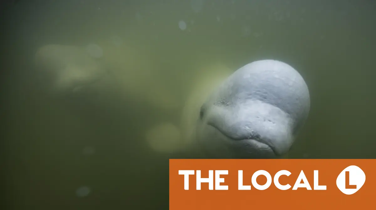 Un béluga repéré loin de son habitat naturel dans une rivière près d'Oslo 4 Un béluga repéré loin de son habitat naturel dans une rivière près d'Oslo - 3