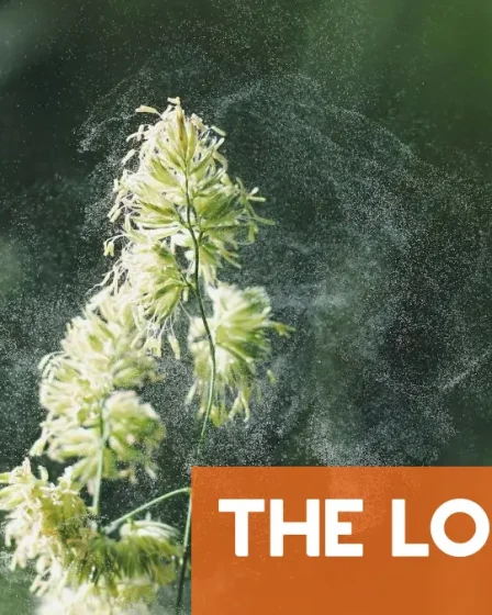 Tout ce qu'il faut savoir pour survivre à la saison pollinique en Norvège 5 Tout ce qu'il faut savoir pour survivre à la saison pollinique en Norvège - 4