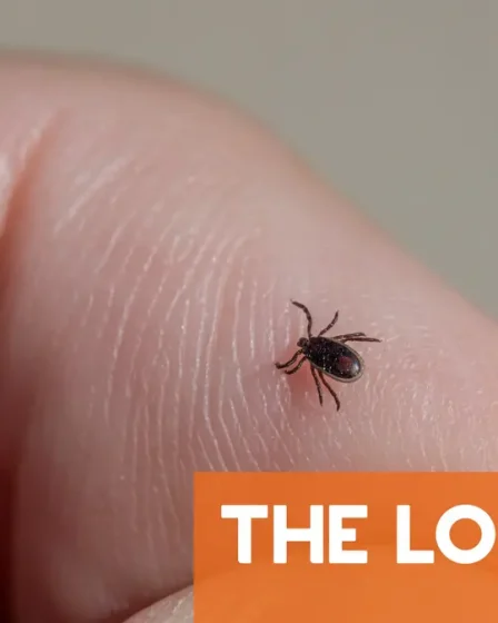 TOUT CE QU'IL FAUT SAVOIR : Comment se protéger pendant la saison des tiques en Norvège 2 TOUT CE QU'IL FAUT SAVOIR : Comment se protéger pendant la saison des tiques en Norvège - 1