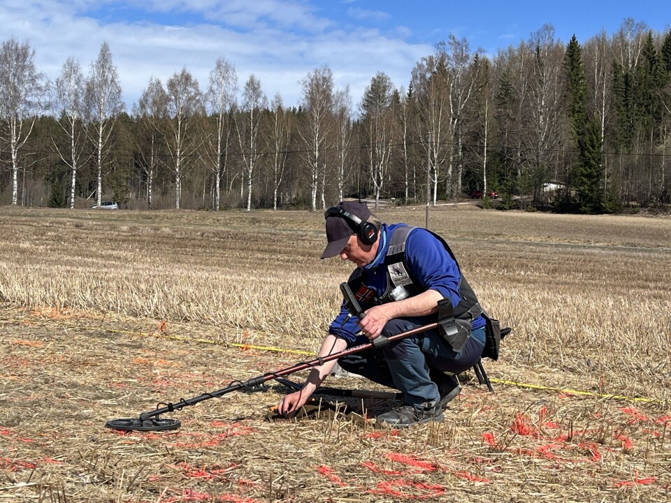 Découverte du plus grand trésor viking de Norvège, composé de 3 000 pièces d'argent : « Vraiment exceptionnel » 26 Personne agenouillée dans un champ utilisant un détecteur de métaux, avec des drapeaux orange marquant le sol